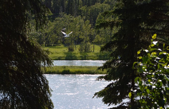 A gull flies over the sunlit Kasilof River, framed by dark evergreen trees.