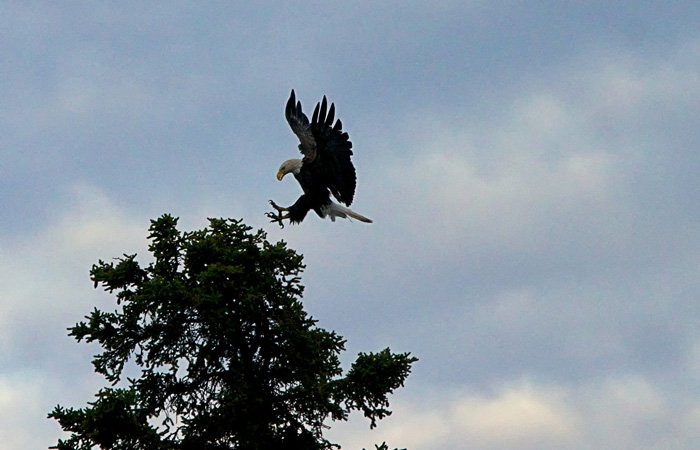 A bald eagle with wings spread wide descends toward the top of a conifer tree near the Alaska Riverview Lodge.