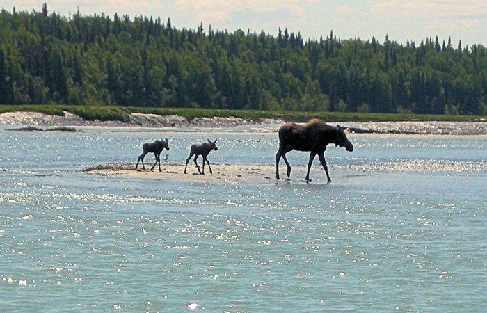 A mother moose and her two calves walk across a river sandbar near the Alaska Riverview Lodge.
