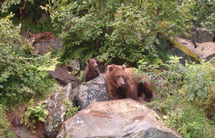 A brown bear and its cub stand among rocks and greenery near an Alaska Riverview Lodge.